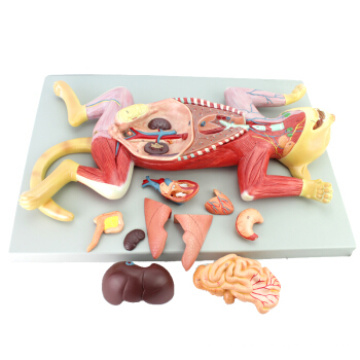 Buy one 12010 Animal Cat, 10-parts Plastic Cat Anatomical Model